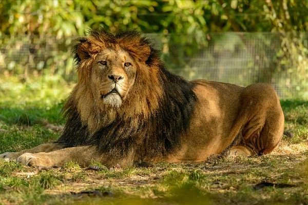 The New Moon in Leo – Anne Ortelee Astrology The New Moon in Leo – Anne Ortelee Astrology