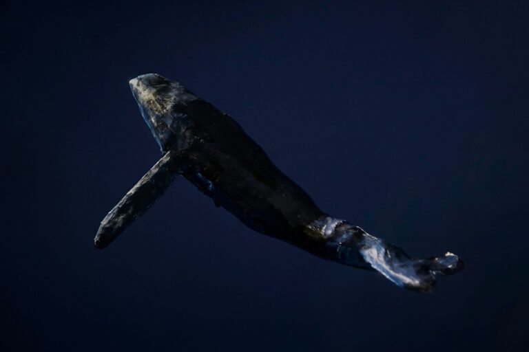 Dormant Whale Sells ,000 BTC, But Bitcoin Bulls Still In Control