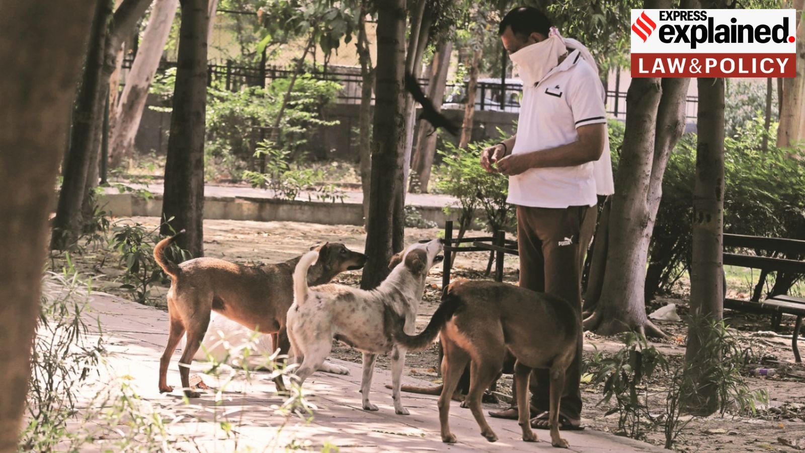 Feeding stray dogs: how law balances questions of compassion & public order | Explained News