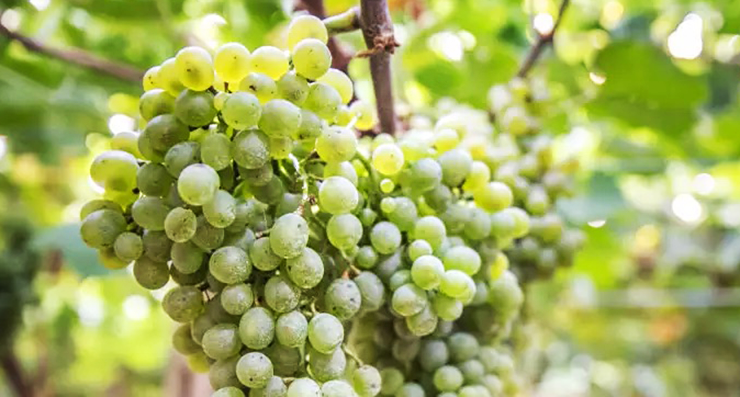 Falanghina – The Fashiongton Post