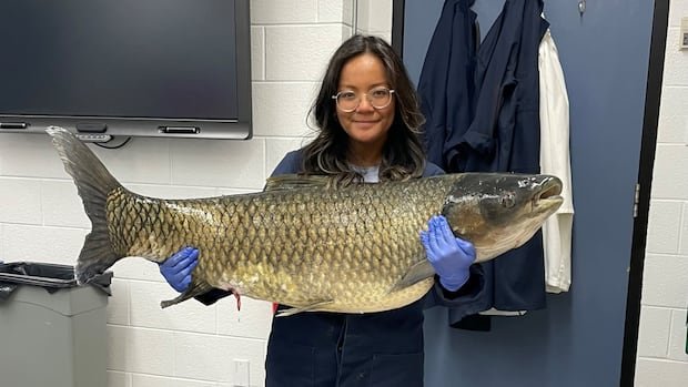 Goldfish, traps and electric currents: Inside Canada’s quiet war against invasive carp Goldfish, traps and electric currents: Inside Canada’s quiet war against invasive carp