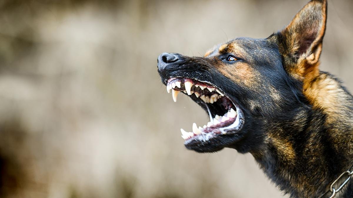 Mumbai man booked for unleashing dog on minor boy