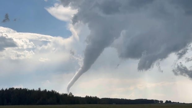 Tornado fells trees after touching down in central Alberta