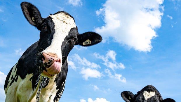 What the U.S. dairy industry really wants from Canada