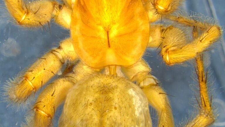 ZSI scientists discover a wolf spider, and four wasp species from West Bengal