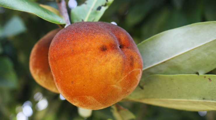 Velvet Apple – The Fashiongton Post