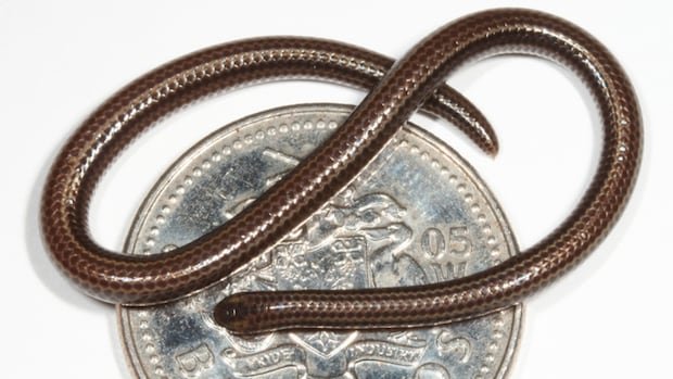 Scientists find the world’s smallest snake, once feared extinct, hanging out under a rock
