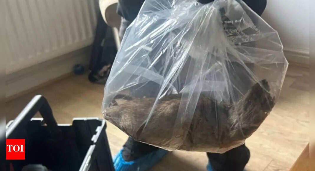 Massive 22-inch rat found in UK home, residents call for action as sightings surge: “Bigger than my grown cat” | World News