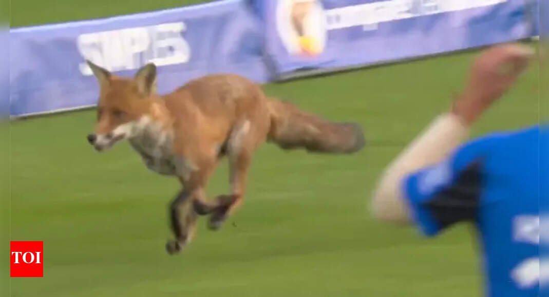 Fox on the field! Lord’s crowd erupts as wild visitor interrupts The Hundred 2025 season opener – Watch | Cricket News