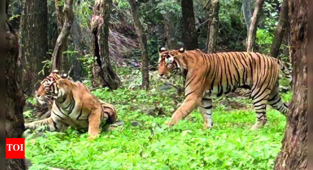 Ranthambore’s queen, estimated to be 17-18, defies age, seen mating | India News