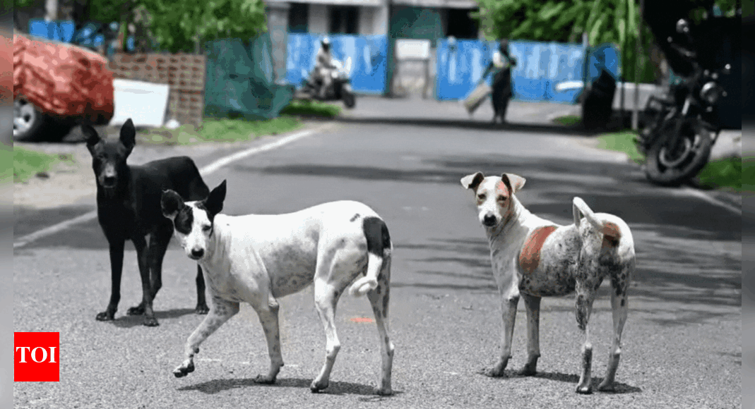 Show compassion for stray dogs, Buddhist scholars urge Supreme Court | India News