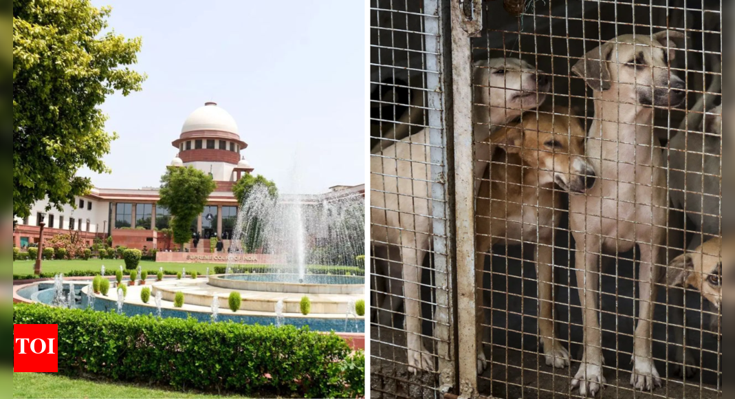 ‘Vocal minority vs silent majority’: Larger SC bench hears stray dogs case; stay on order sought | India News