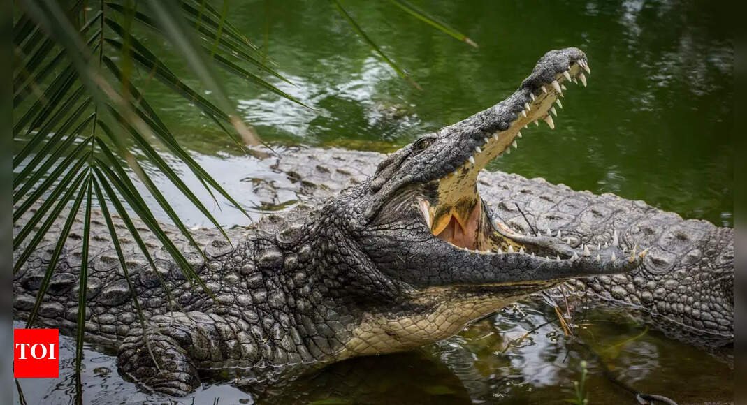 Mother battles crocodile, saves 5-year-old | India News