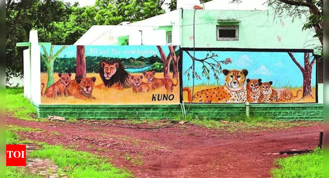 Gujarat’s pride to remain MP’s envy? Plan to bring lions to Kuno likely shelved | India News