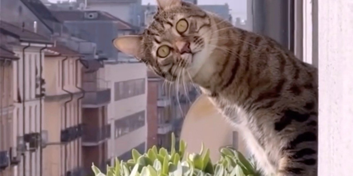 Seattle cat video entrepreneur on screening his 73-minute opus nationwide: ‘It’s not all cats falling into a bathtub. That would get exhausting’