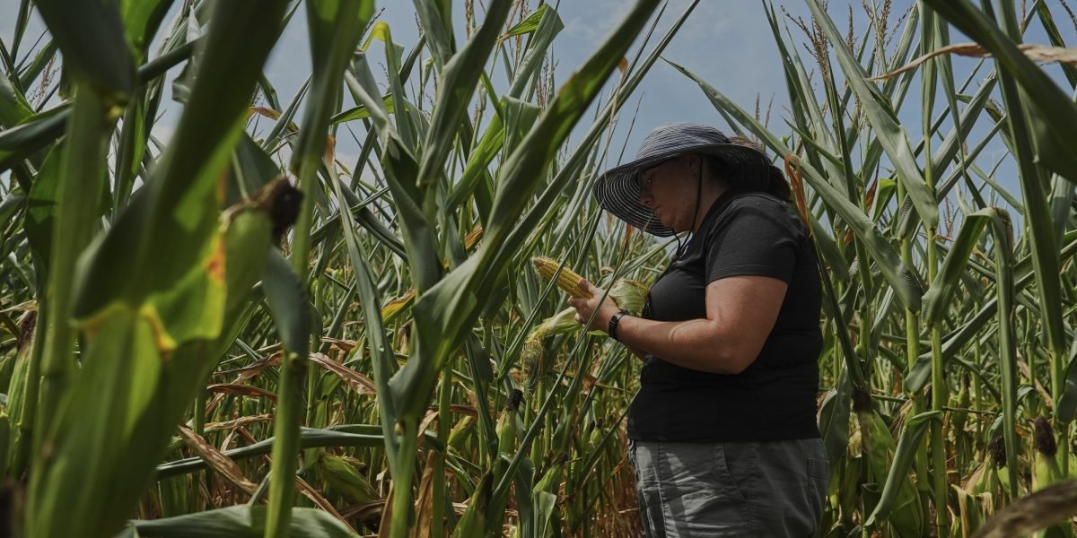 ‘Like the corn’s never getting a break. It’s just hot all the time’: How America’s farmers conquered climate change for a ‘monster’ harvest