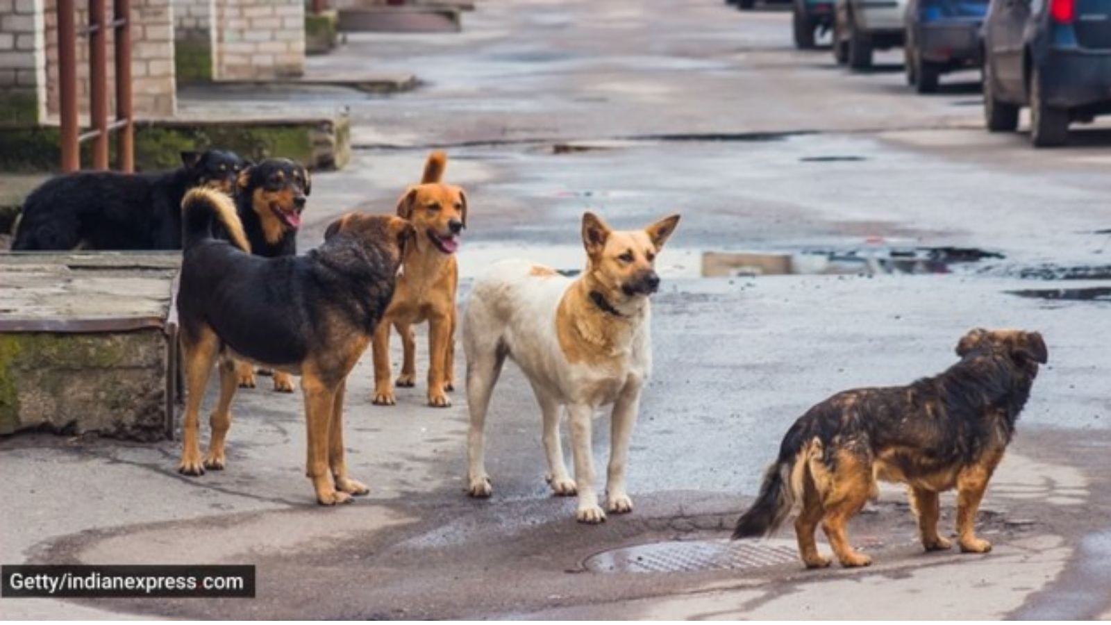 Delhi may conduct a stray dog census soon | Delhi News