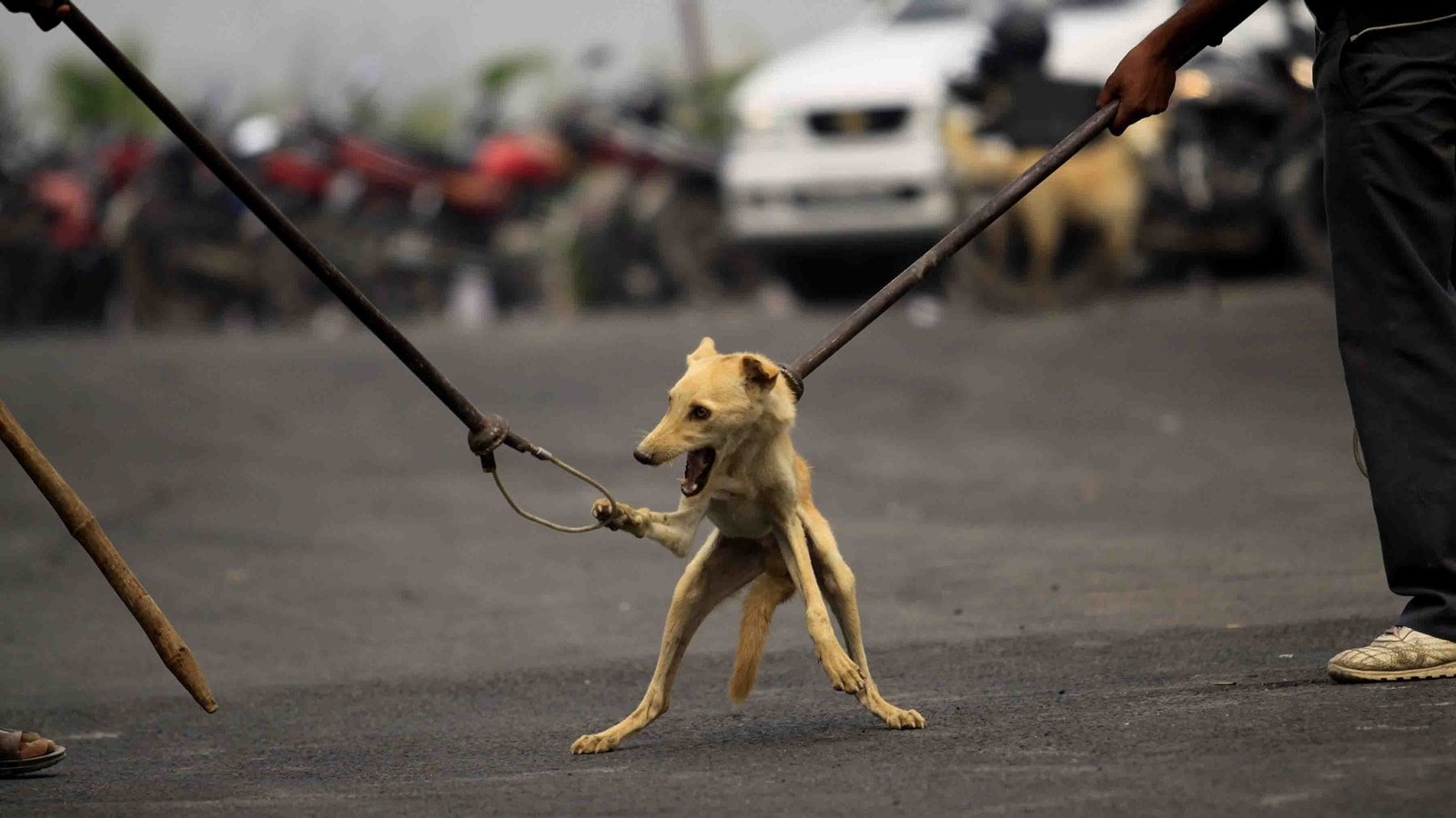 New three-judge bench of Supreme Court to hear Delhi-NCR stray dogs matter today | Delhi News