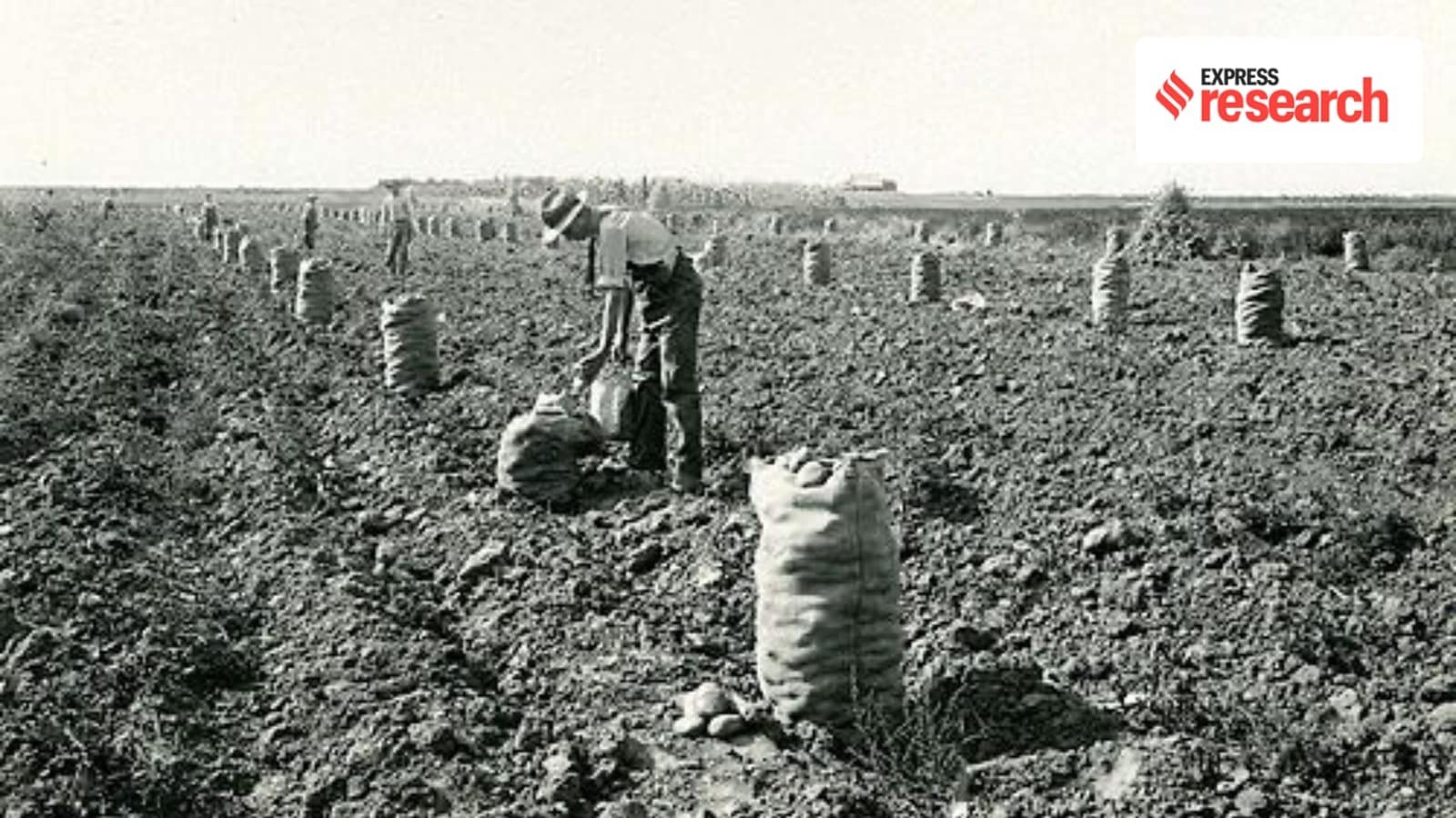 From South America to India, how the humble potato swept the world | Research News