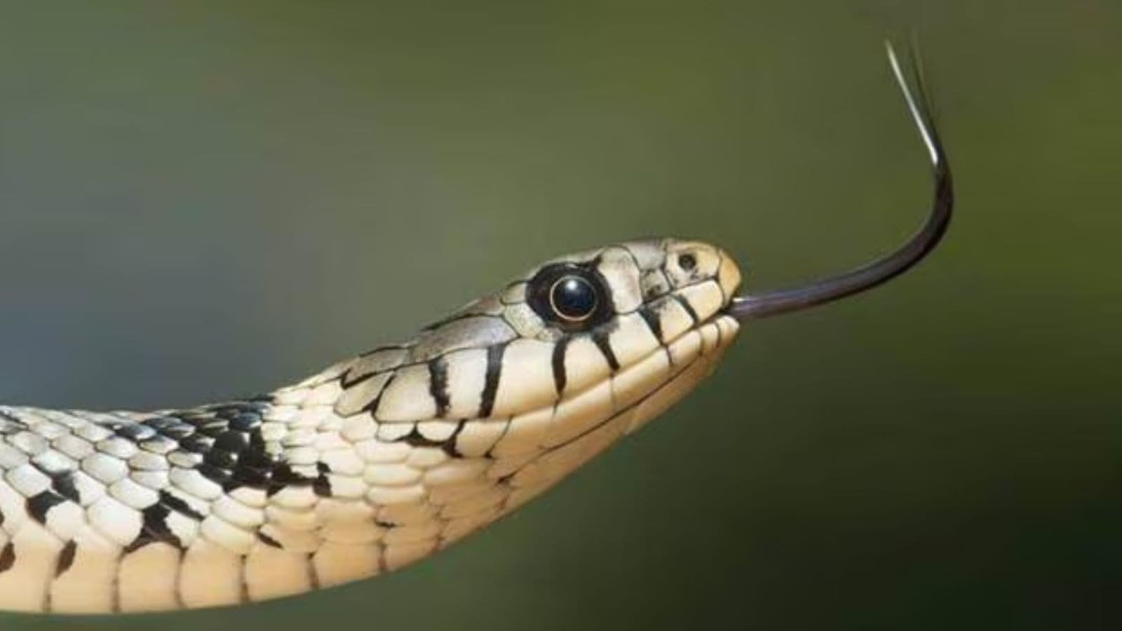 Snakebite cases spike in Chandigarh, Panchkula, and Mohali during monsoon | Chandigarh News