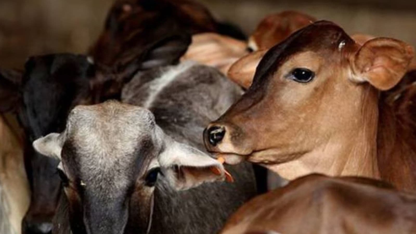 Cow pious… slaughter can have severe repercussions: Punjab & Haryana HC | Chandigarh News