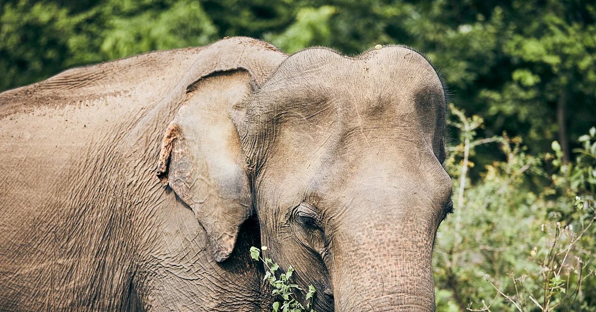 Vantara Offers To Set Up Facility For Elephant Madhuri In Kolhapur Village