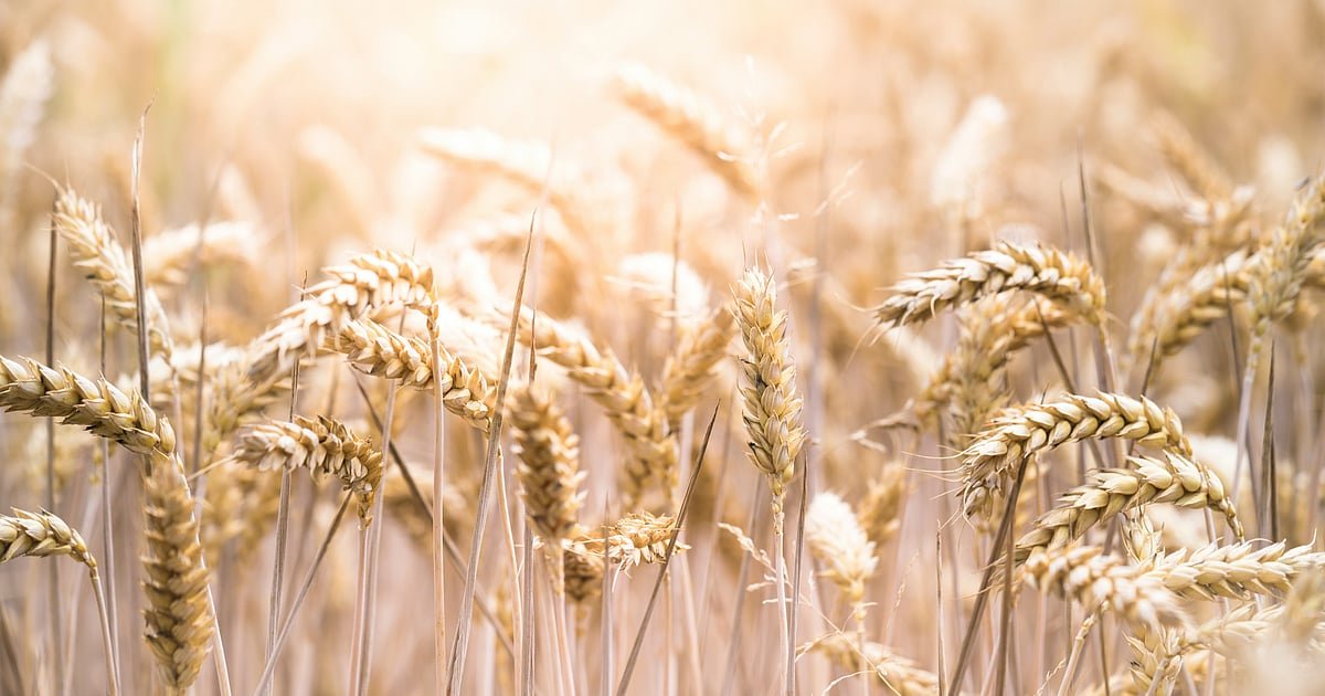 Centre Tightens Wheat Stock Limit To Prevent Artificial Scarcity