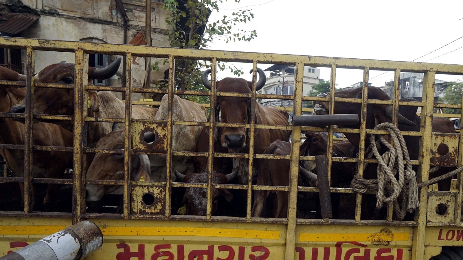 Cattle markets at a standstill, farmers leaving animals on road: The fallout from Maharashtra butchers’ strike over cow vigilantism | Pune News