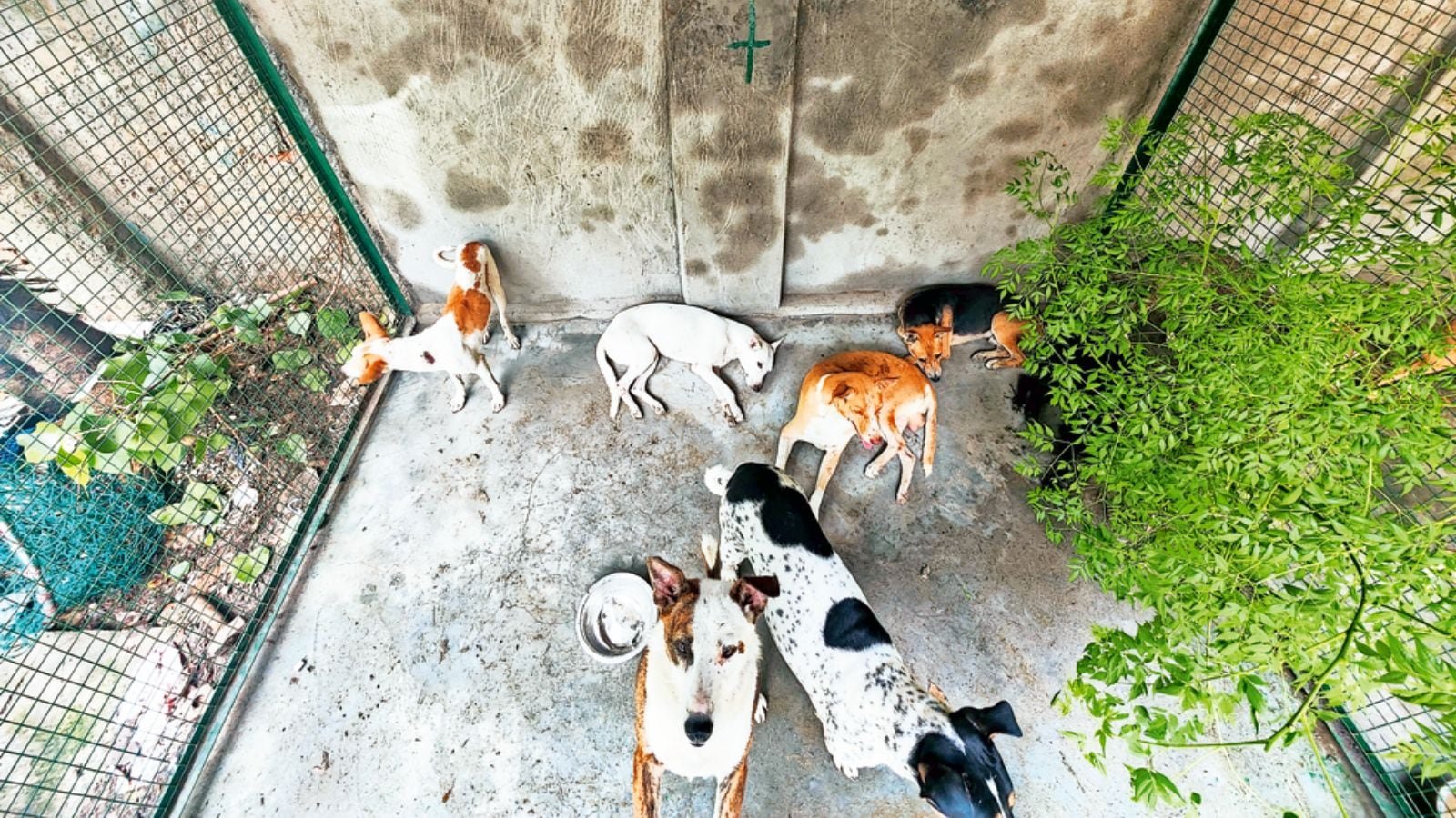 Inside Track: Dogged Activity