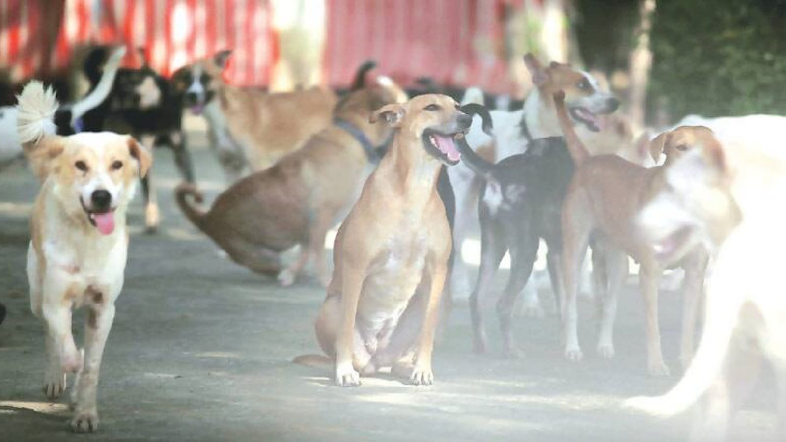 Over 9,000 stray dogs in Chandigarh, 0 permanent shelter home | Chandigarh News