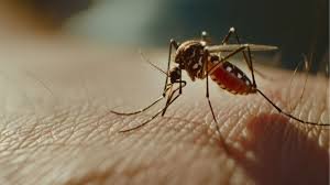 China tackles chikungunya outbreak with fines, power cuts – News Today