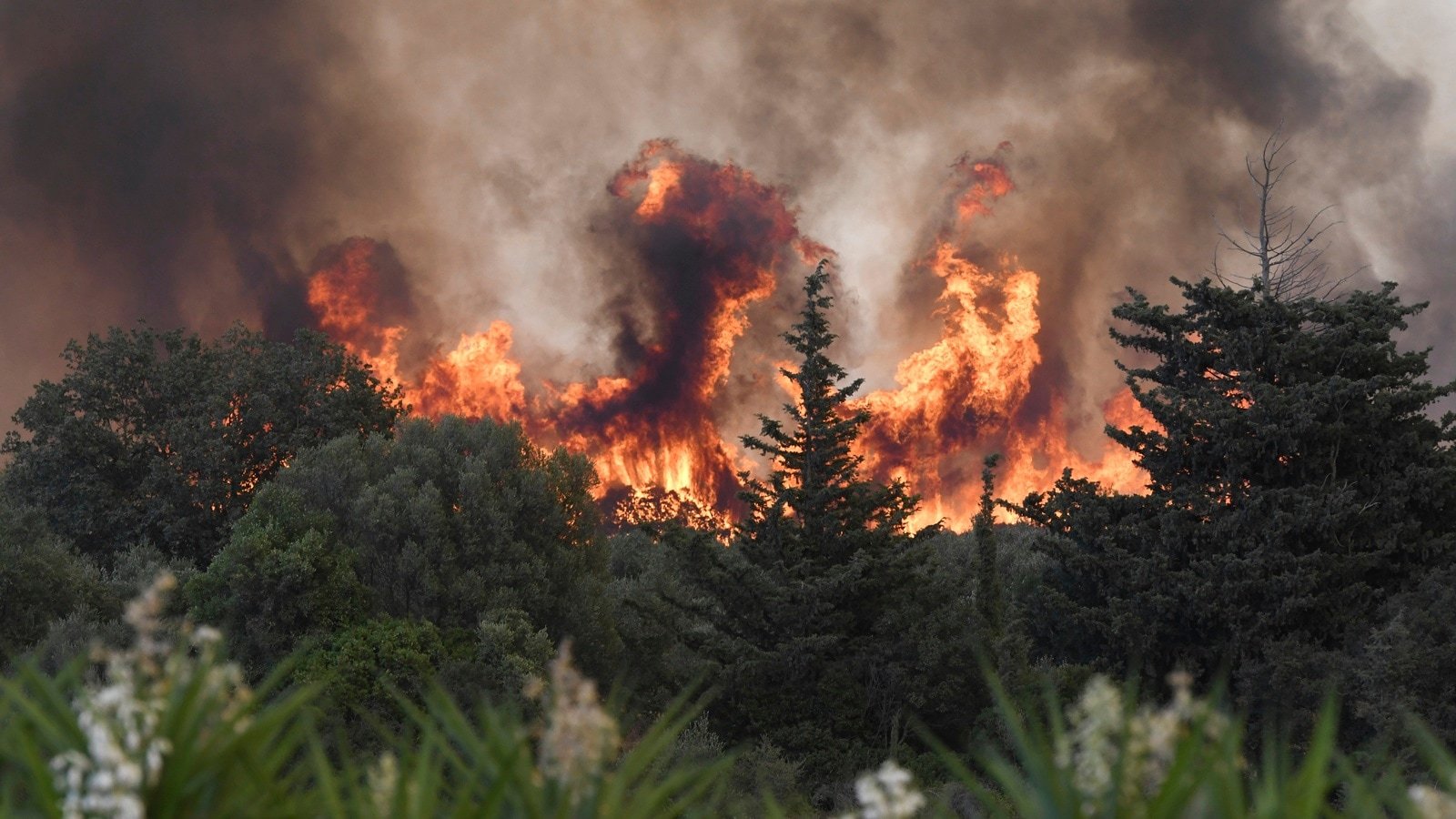 Parts of Europe burn as millions face record heat, temperature soars past 40 degrees Celsius | World News