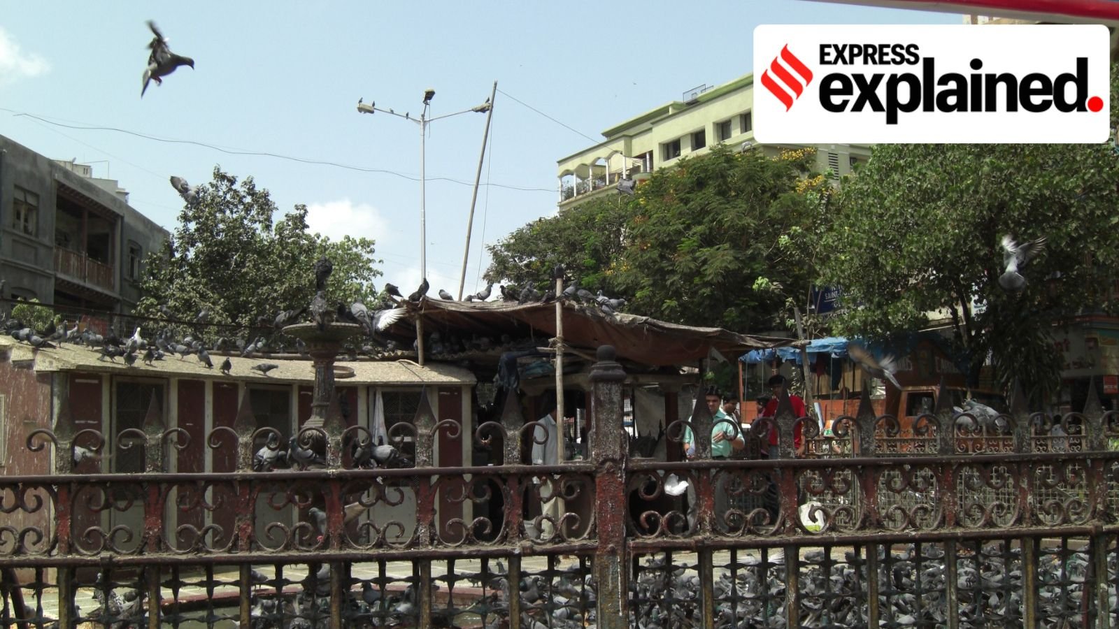 From sacred tradition to shutdown: The history and end of Mumbai’s Kabutarkhanas | Explained News