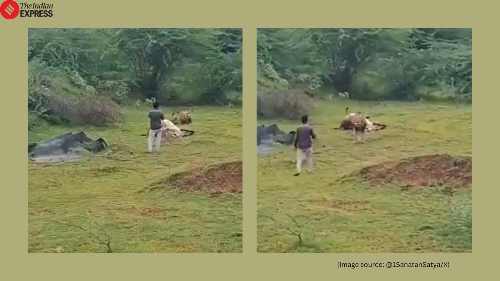 ‘Why women live longer than men’: Man risks life filming lion up close, makes narrow escape after predator lunges | Trending News