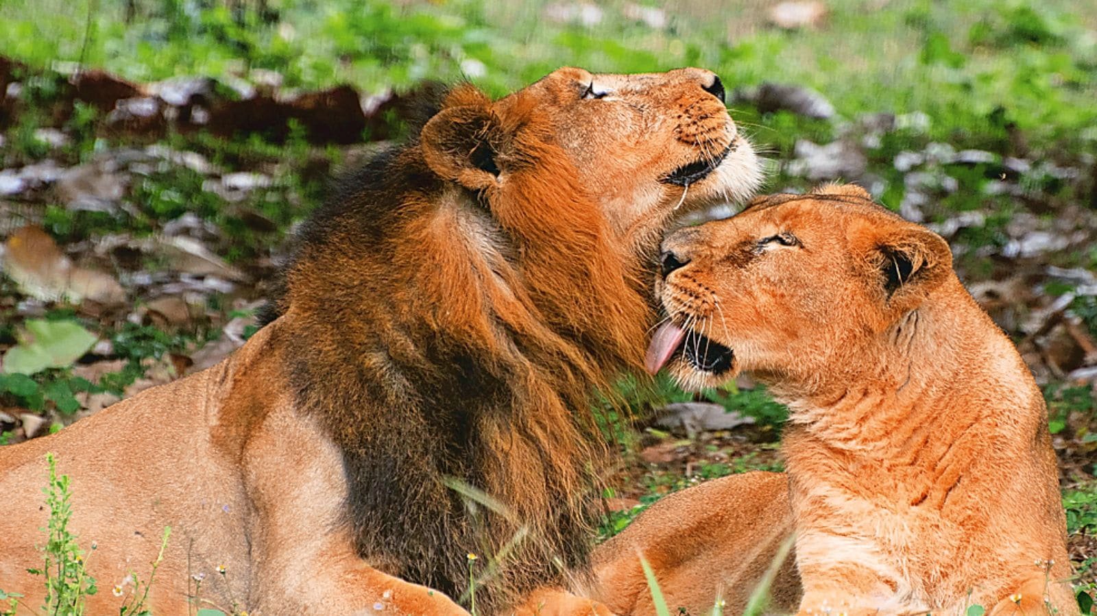 World Lion Day Today: Asiatic lion pair adapting well, Vizag zoo optimistic about cubs | Hyderabad News