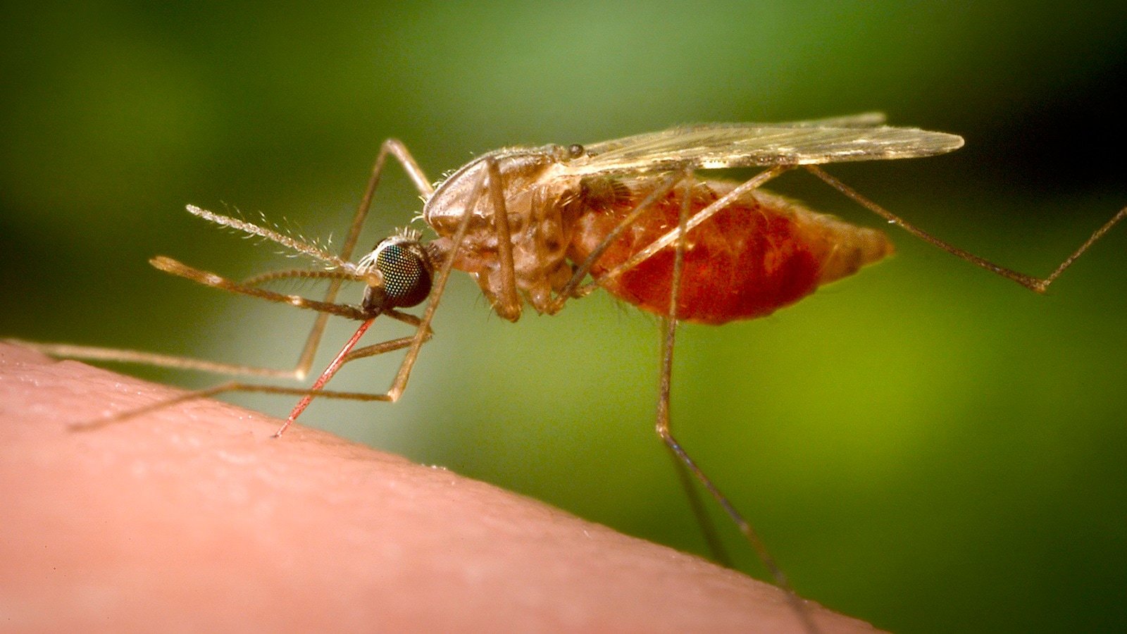 China reports over 7,000 Chikungunya cases, US CDC issues travel warning: Know what is Chikungunya, its symptoms | World News