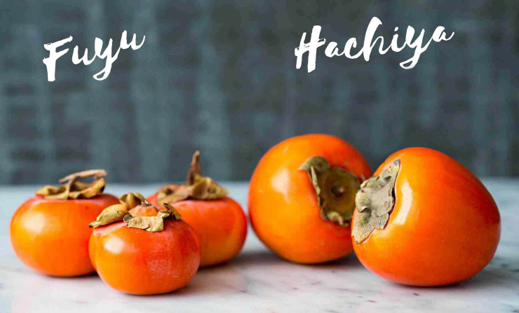 Persimmon – The Fashiongton Post