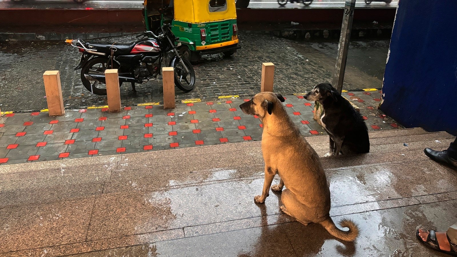 Supreme Court’s order on stray dogs in Delhi is good for everyone — people and dogs