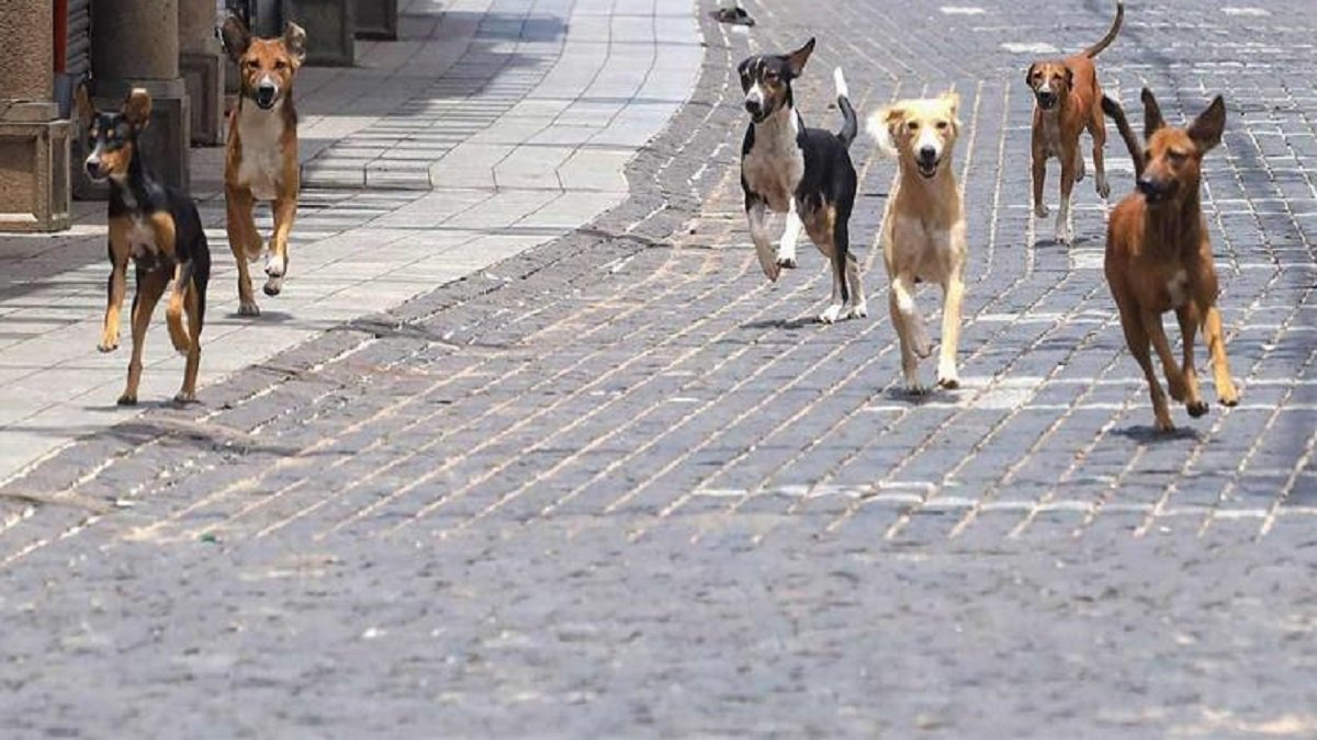 Supreme Court bans public feeding of dogs – News Today