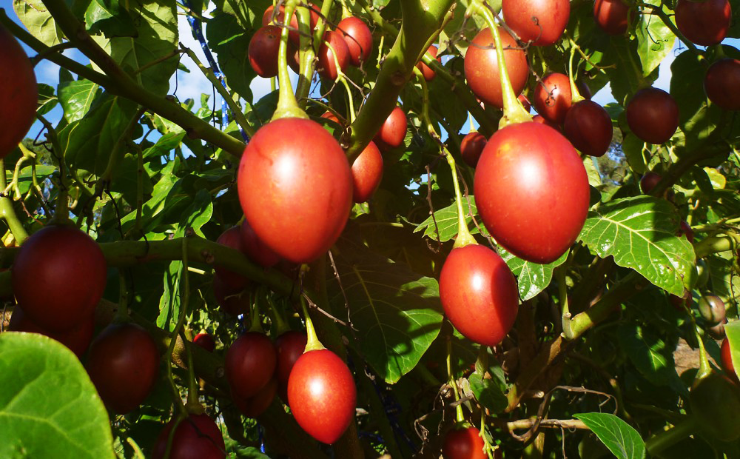 Tamarillo – The Fashiongton Post