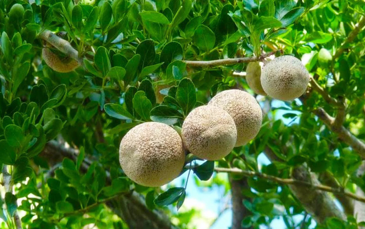 Wood Apple (Bael) – The Fashiongton Post