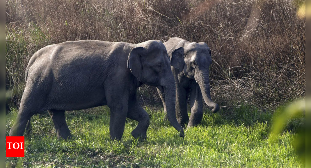 Jumbo challenge for chip-making: Tata Electronics builds elephant-proof barrier for Assam unit; snakes necessitate further safeguards