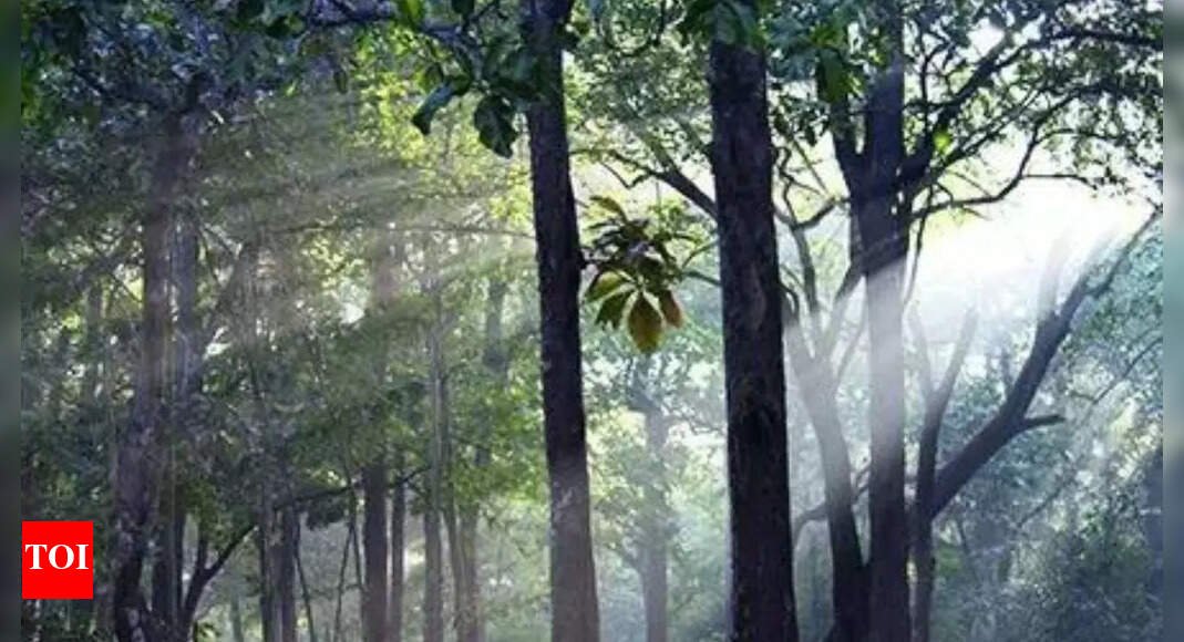 India’s forest cover expanded by mere 2.5% in 10 yrs but ‘very dense’ cover grew 22.7% | India News