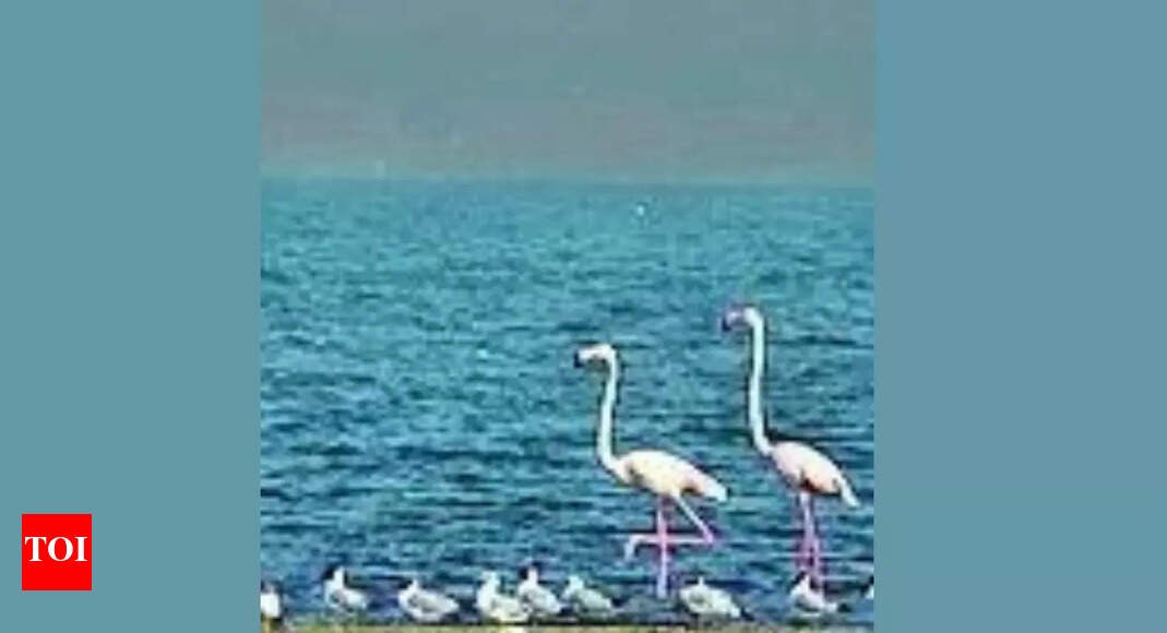Two Bihar wetlands join global list of Ramsar sites | India News