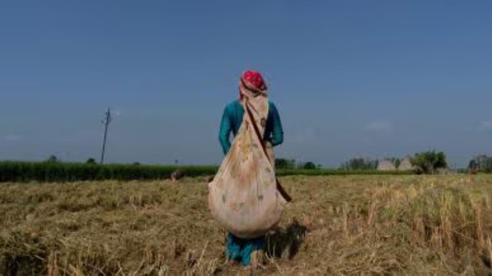 ‘Want no one in Punjab and Haryana should burn parali’: Sangrur couple bet on paddy stubble, reap rewards | Chandigarh News