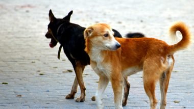 Over 46,000 stray dogs vaccinated in Chennai – News Today