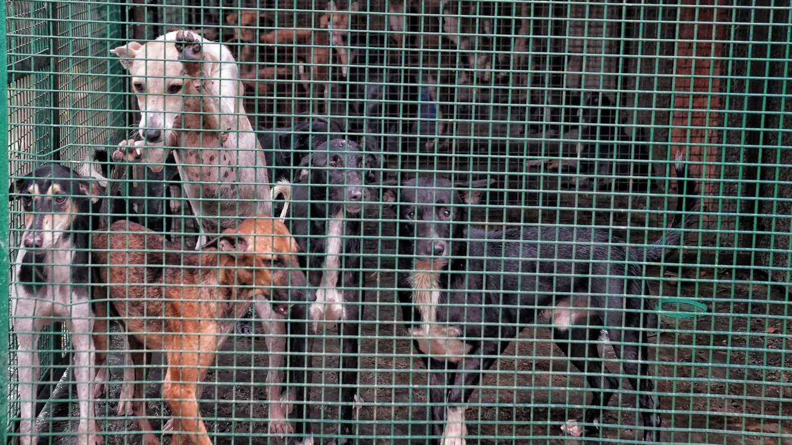 UP syncs rules for stray dogs with Supreme Court’s order | Lucknow News