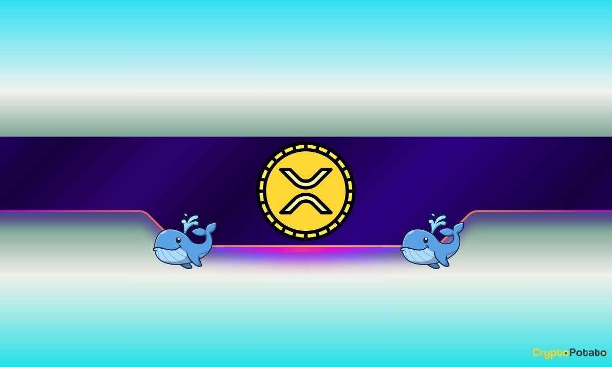 30,000,000 XRP Bought by Whales in 24H: What Do They Know?
