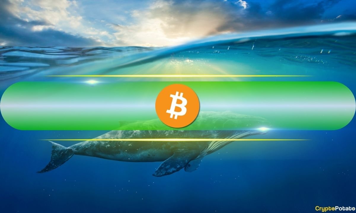 Dormant for 12 Years, Early Bitcoin Wallet Transfers 400 BTC Worth  Million