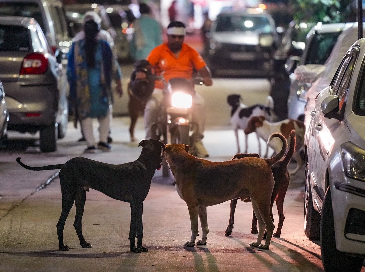 Delhi’s New Guidelines On Stray Dogs — From Feeding Them To Handling Diseased Ones